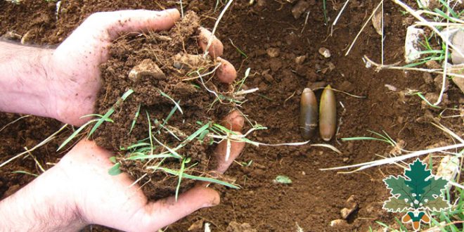 هەڵمەتی سەوزکردنی زاگرۆس بە بادام و بەڕوو